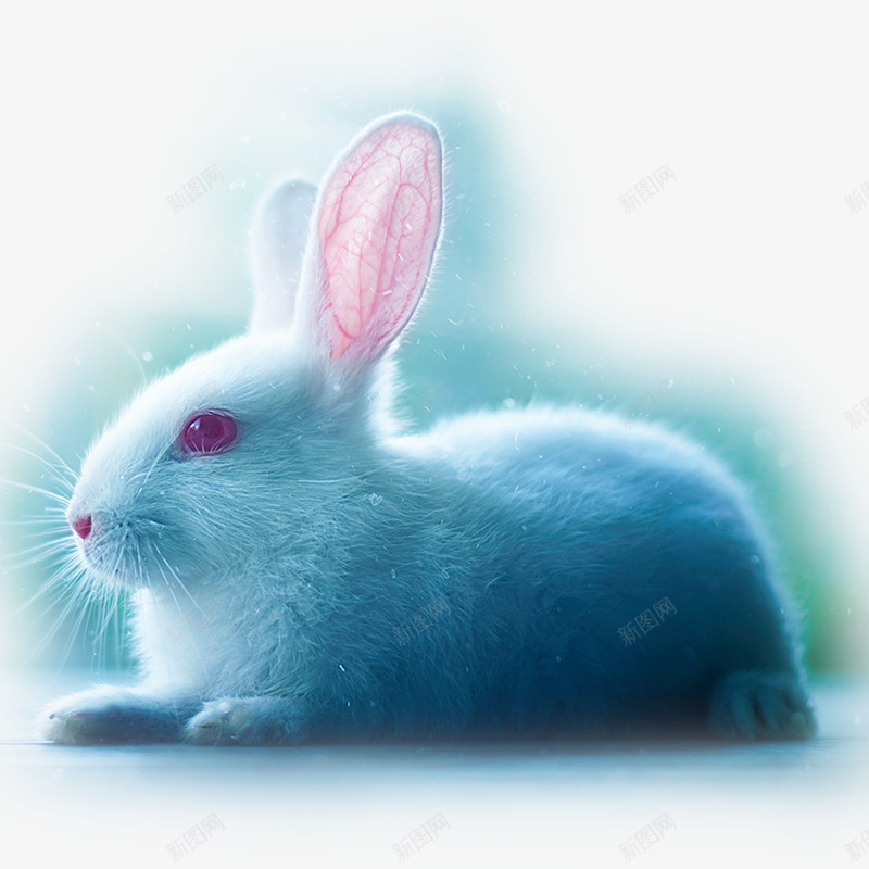 红眼小白兔png免抠素材_新图网 https://ixintu.com 兔子 动物 可爱 小动物 节日贺卡 贺卡