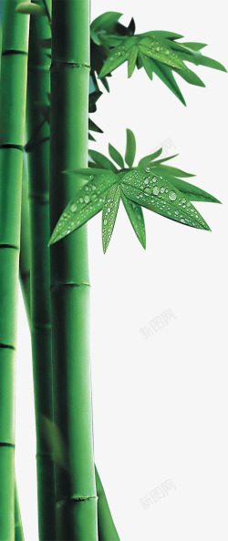 竹子竹叶水滴素材