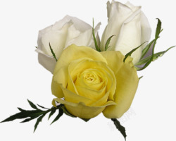 黄色春天分层玫瑰花朵素材