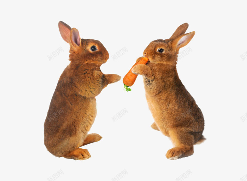 吃胡萝卜的兔子png免抠素材_新图网 https://ixintu.com 两只兔子 兔子 动物 胡萝卜