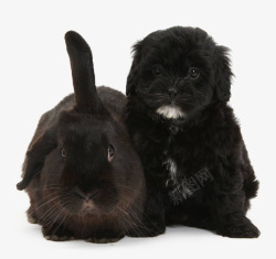 黑鼻子兔子和狗兔子狗黑兔黑狗狗子兔高清图片