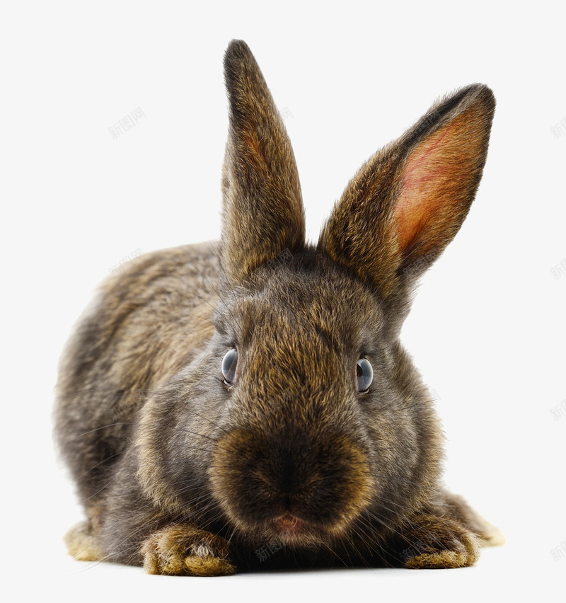 趴着的兔子png免抠素材_新图网 https://ixintu.com 兔子 动物 可爱 宠物 小兔 萌宠 褐色