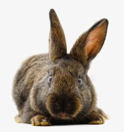 褐色兔子趴着的兔子高清图片