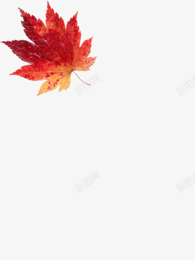 叶子png免抠素材_新图网 https://ixintu.com 一片 枫叶 红色叶子