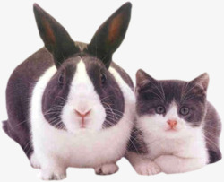 黑兔子兔子和猫咪高清图片