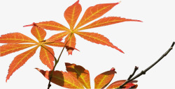 秋天红枫树叶素材