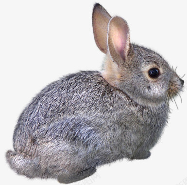 动物素描动物兔子图标图标