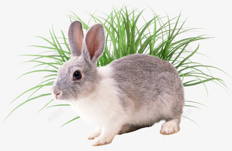 兔子和草png免抠素材_新图网 https://ixintu.com 产品实物 动物 小兔 小草