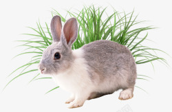 兔子和草素材