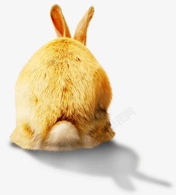 黄色兔子背影中秋素材