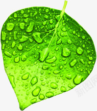 植物卡通水滴树叶png免抠素材_新图网 https://ixintu.com 卡通 树叶 植物 水滴 设计
