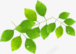 绿叶上的蚕丝被春天手绘绿叶上的水滴装饰高清图片