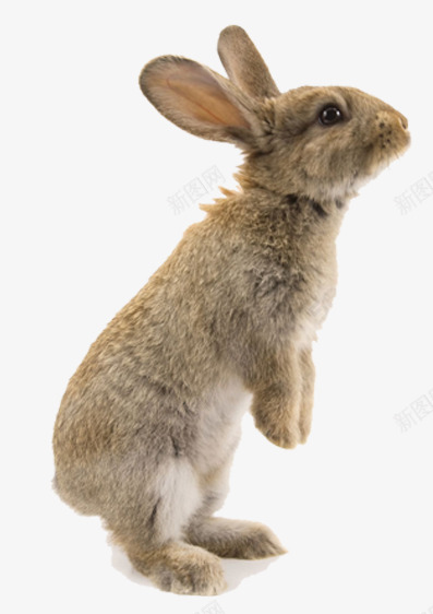 一只兔子png免抠素材_新图网 https://ixintu.com 一只 兔子 卡通 可爱 尾巴 手绘 站立 简图 耳朵