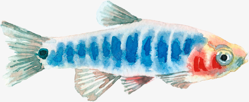 手绘蓝纹鱼png免抠素材_新图网 https://ixintu.com 彩色鱼尾 手绘图 水生物 蓝色条纹 软体动物 鱼