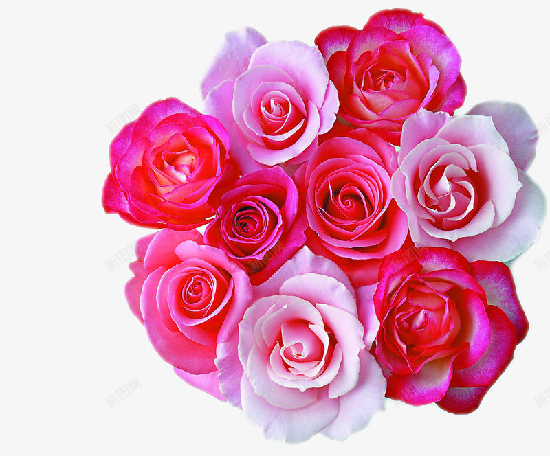 粉红色玫瑰花朵png免抠素材_新图网 https://ixintu.com 玫瑰 粉红色 花朵