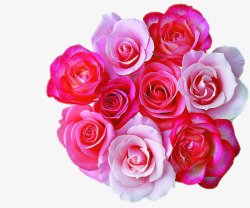 粉红色玫瑰花朵素材