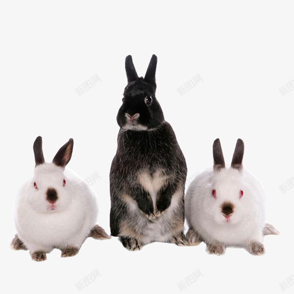 可爱老大呆萌兔png免抠素材_新图网 https://ixintu.com 兔子 动物 可爱 图片 图片素材 素材免抠 老大 胡萝卜 装饰 野生动物