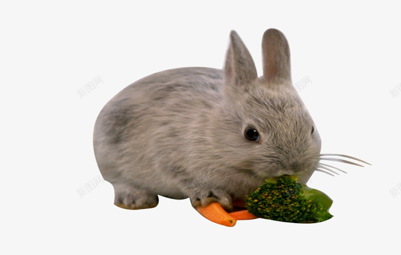 可爱兔子吃东西png免抠素材_新图网 https://ixintu.com 兔子 兔子实物 可爱兔子 吃草 宠物 小兔
