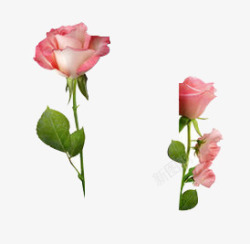 摄影粉红色的玫瑰花效果素材