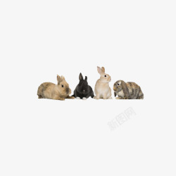 四只兔子四只小兔子高清图片