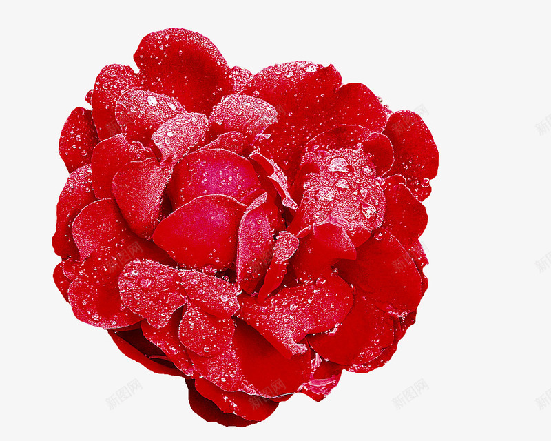 红色玫瑰花png免抠素材_新图网 https://ixintu.com 植物元素 水珠 玫瑰花 红色