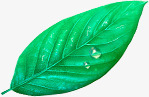 叶子绿叶水滴装饰素材