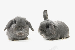 兔子黑兔子垂耳兔可爱动素材