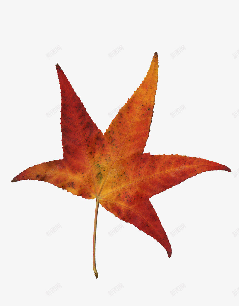 秋天的枫树叶png免抠素材_新图网 https://ixintu.com 叶子 枫叶 树叶 装饰