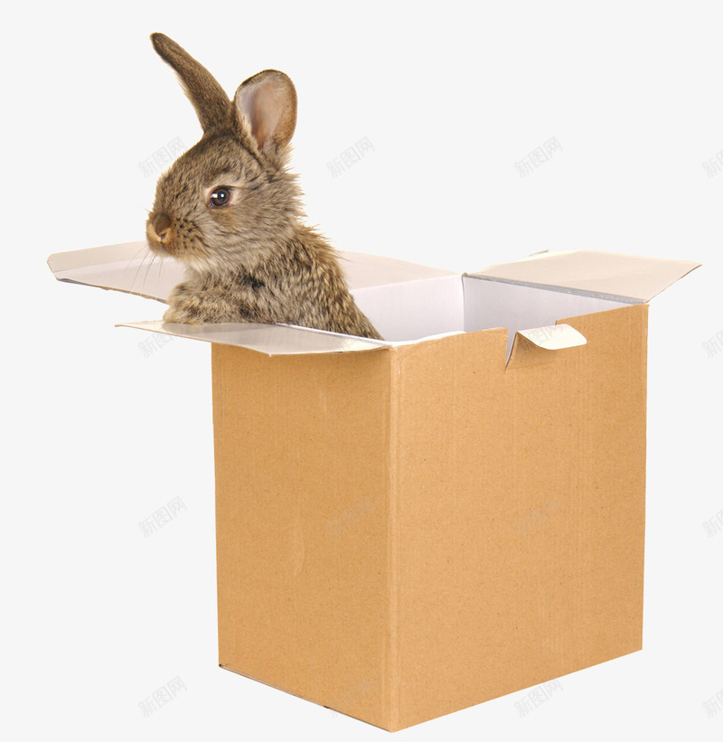 立体小兔子png免抠素材_新图网 https://ixintu.com 动物 宠物 小兔子 箱子 纸箱子