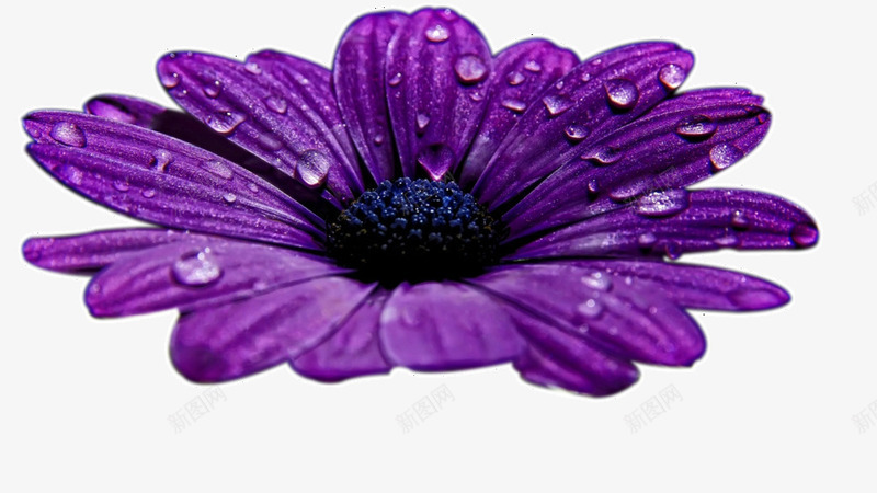紫色花朵水珠png免抠素材_新图网 https://ixintu.com 产品实物 紫色花 花朵 雨露花朵 高清花朵