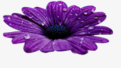 雨露花朵紫色花朵水珠高清图片