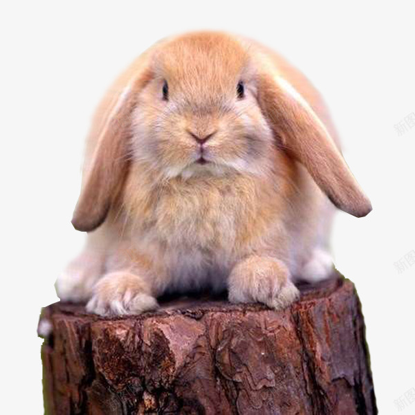 可爱木桩呆萌兔png免抠素材_新图网 https://ixintu.com 兔子 动物 可爱 图像 图片素材 棕色 素材免抠 胡萝卜 装饰 野生动物