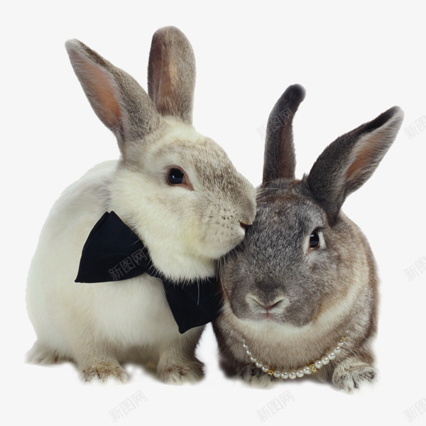 可爱呆萌兔图形png免抠素材_新图网 https://ixintu.com 兔子 动物 可爱 图形 素材免抠 胡萝卜 装饰 野生动物