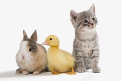 兔子与鸭子宠物鸭子猫咪兔子一群高清图片
