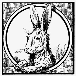 兔子野兔素材