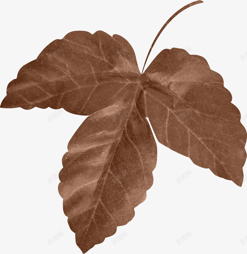 棕褐色枫叶png免抠素材_新图网 https://ixintu.com 叶子 叶片 枫叶片 褐色