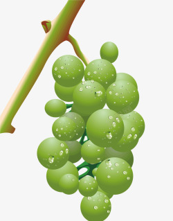 葡萄枝干枝干上的葡萄矢量图高清图片