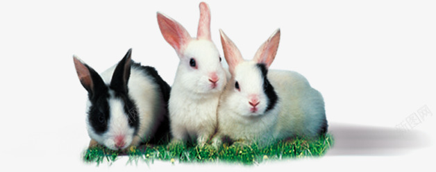 可爱小兔子造型草地png免抠素材_新图网 https://ixintu.com 兔子 可爱 草地 造型