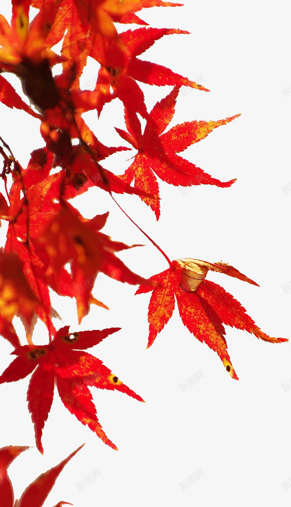 秋天的红枫叶png免抠素材_新图网 https://ixintu.com 枫叶 秋天 红色 风景