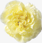 黄色唯美分层玫瑰花朵png免抠素材_新图网 https://ixintu.com 分层 玫瑰 花朵 黄色