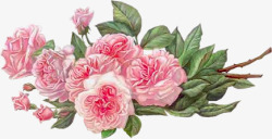粉红花朵花枝绿叶手绘素材