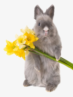 实拍兔子灰色兔子拿着鲜花高清图片