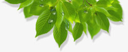 二十四节气绿色树叶素材