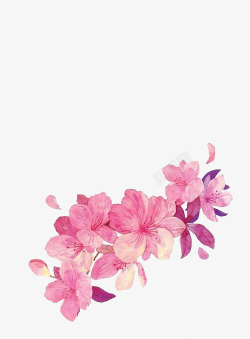 花朵粉红花朵彩绘花朵素材