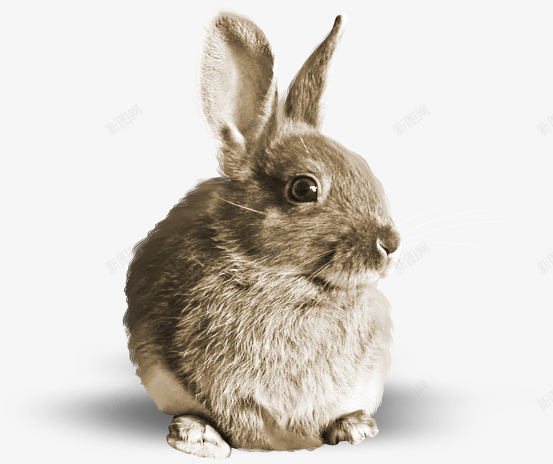 野山兔子png免抠素材_新图网 https://ixintu.com 兔子 动物 山兔 野兔
