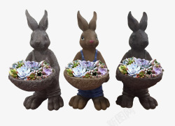兔子盆栽小兔子装饰多肉盆栽高清图片