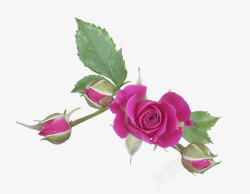 粉红玫瑰花朵素材