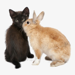 呆萌的垂耳兔可爱呆萌兔猫咪高清图片