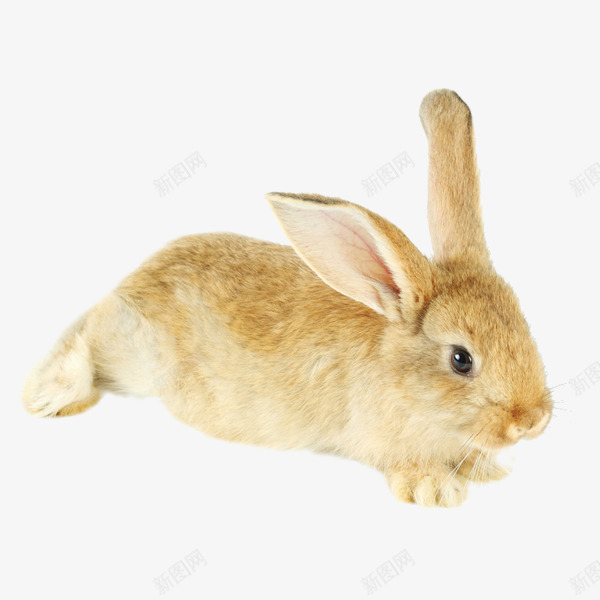 可爱呆萌兔png免抠素材_新图网 https://ixintu.com 兔子 动物 可爱 图片 图片素材 素材免抠 胡萝卜 装饰 野生动物