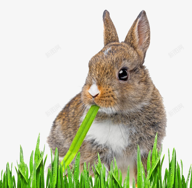 兔子吃草png免抠素材_新图网 https://ixintu.com 兔子 动物 植物 草地